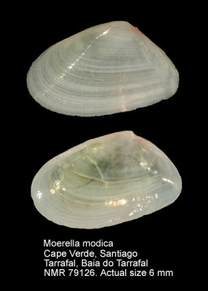 Moerella modica.jpg - Moerella modica (Cosel,1995)